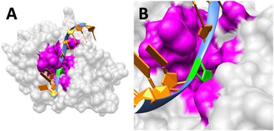 Computational Study on DNA Repair: The Roles of Electrostatic Interactions Between Uracil-DNA Glycosylase (UDG) and DNA